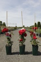 Rosa 'Amadeus' cont. 4L haut 80-100 cm +p