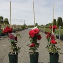 Rosa 'Amadeus' cont. 4L high 80-100 cm +ф