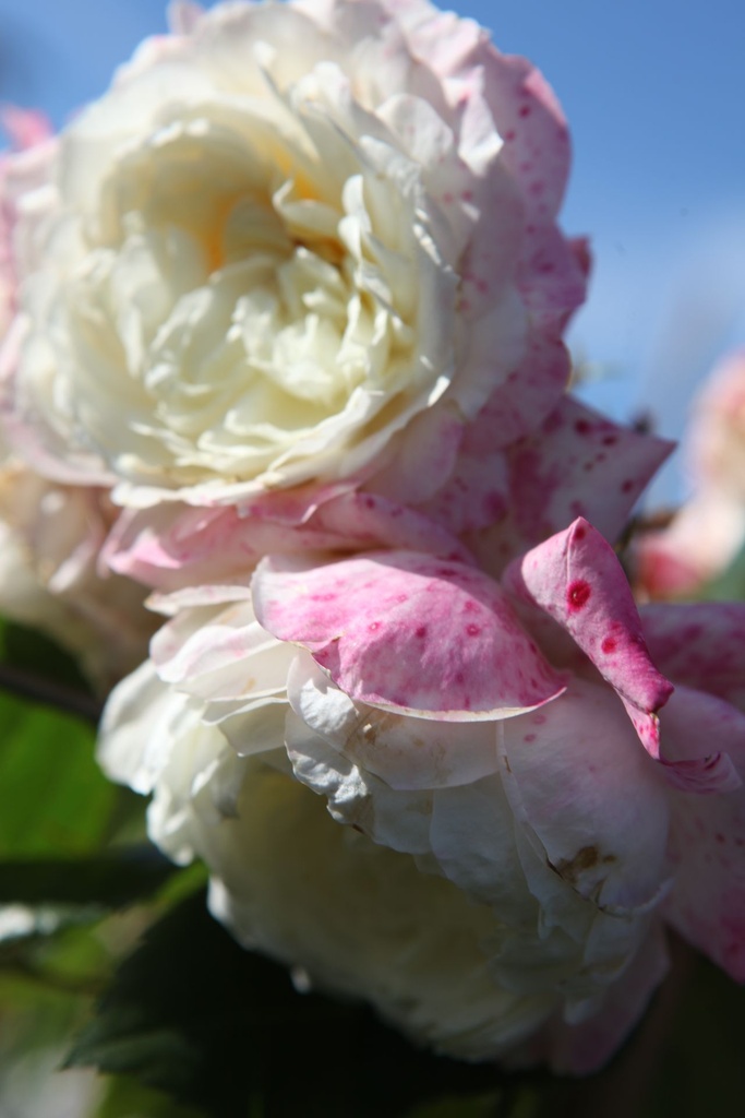 [P] Rosa (P) 'Alaska' cont. 4L выс. 80-100 cm +ф