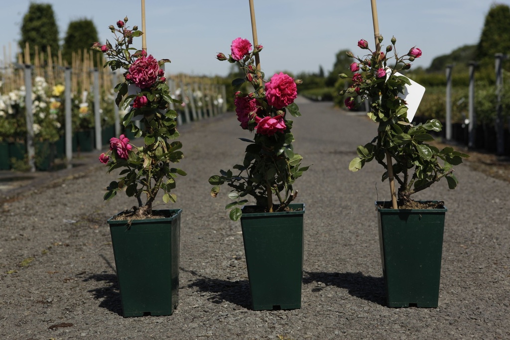Rosa 'Laguna' cont. 4L haut 80-100 cm +p
