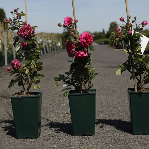 [P] Rosa 'Laguna' cont. 4L high 80-100 cm +ф