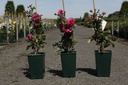 Rosa 'Laguna' cont. 4L hoog 80-100 cm +p