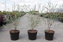 Salix exigua cont. 3,6L 60-80 cm +B