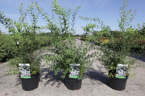 [P] Spiraea cinerea 'Graciosa' cont. 3,6L 40-60 cm +p