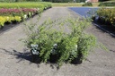 Spiraea cinerea 'Graciosa' cont. 3,6L 40-60 cm +f