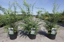 Spiraea cinerea 'Graciosa' cont. 3,6L 40-60 cm +p