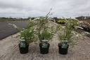 Spiraea cinerea 'Graciosa' cont. 3,6L 40-60 cm +p