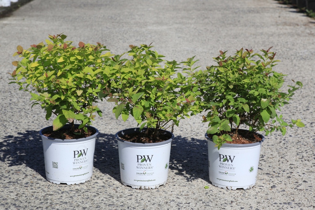 Spiraea japonica Proven Winners® DOUBLE PLAY® BIG BANG (PBR) cont. 3L deco 40/+ cm +f