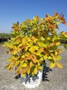 Spiraea japonica Proven Winners® DOUBLE PLAY® BIG BANG (PBR) cont. 3L deco 40/+ cm +p