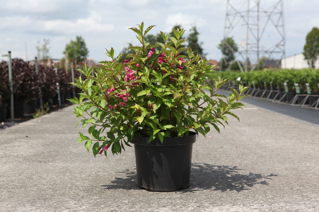Weigela 'Princess Ayla®' cont. 10L 50-60 cm +B