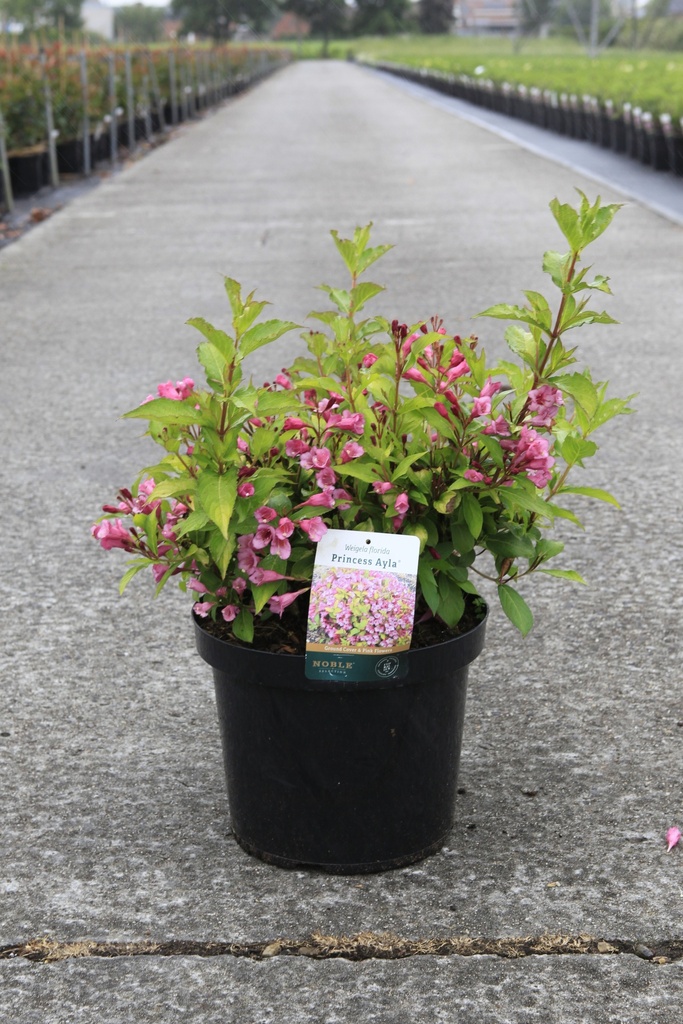 [P] Weigela 'Princess Ayla®' cont. 10L 50-60 cm +p
