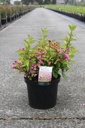 Weigela 'Princess Ayla®' Kont. 10L 50-60 cm +B