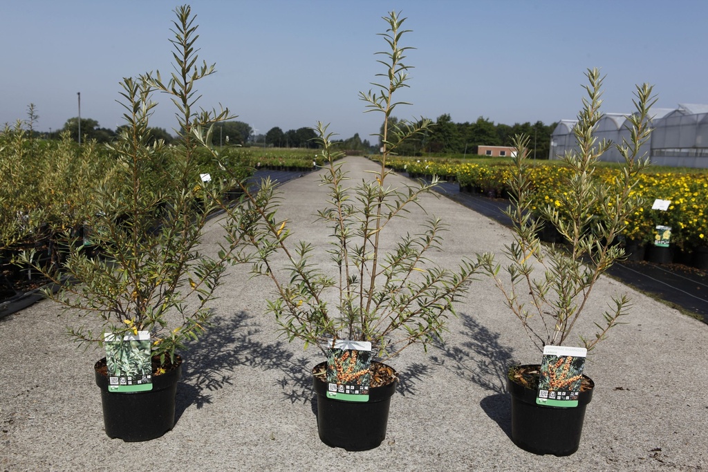 Hippophae rhamnoides 'Pollmix' cont. 3,6L 40-50 cm (male) +p