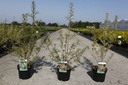 Hippophae rhamnoides 'Pollmix' cont. 3,6L 40-50 cm (male) +p