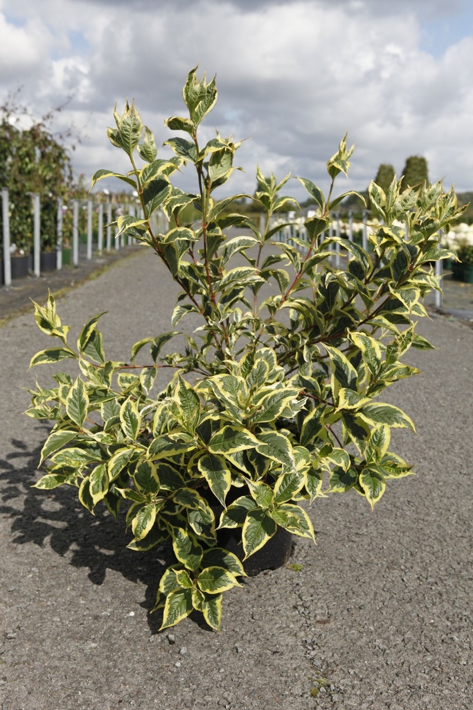 Weigela 'White Lightning' cont. 10L 60-80 cm +ф