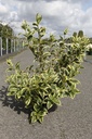 Weigela 'White Lightning' cont. 10L 60-80 cm +ф