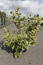 Weigela 'White Lightning' cont. 10L 60-80 cm +p