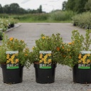 Potentilla fruticosa BELLA SOL (PBR) cont. 3,6L 30-40 cm +p