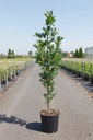 Quercus bimundorum 'Crimson Spire' cont. 18L 175-200 cm