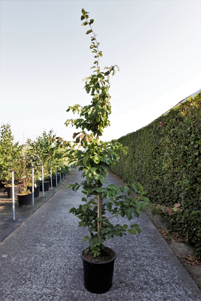[P] Parrotia persica cont. 35L 175-200 cm