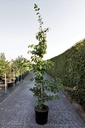 Parrotia persica cont. 35L 175-200 cm