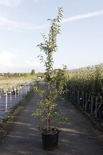 Malus 'Sugar Tyme' cont. 35L standard 8-10