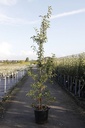 Malus 'Sugar Tyme' cont. 35L tige haute 8-10