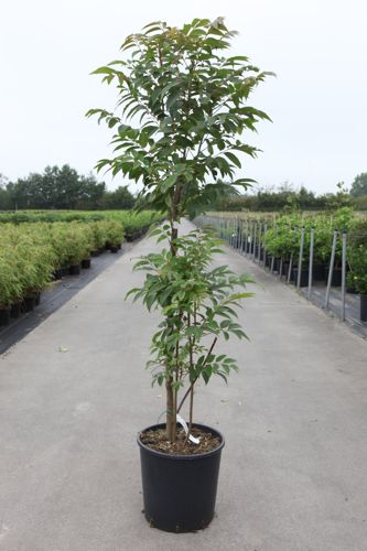 [P] Toona sinensis 'Flamingo' cont. 18L 125-150 cm