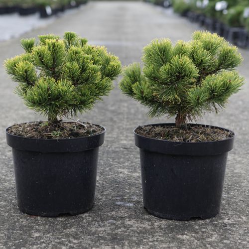 [P] Pinus mugo 'Carstens Wintergold' cont. 7,5L 30-40 cm