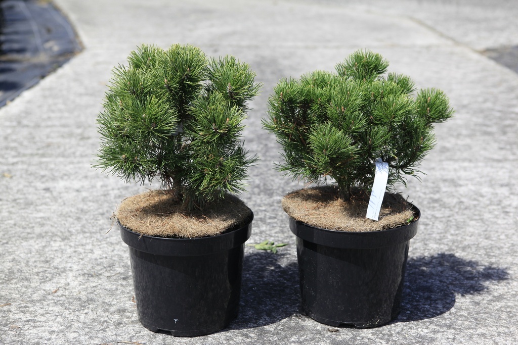 Pinus mugo 'Carstens Wintergold' cont. 7,5L 30-40 cm
