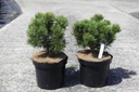 Pinus mugo 'Carstens Wintergold' cont. 7,5L 30-40 cm