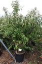 Heptacodium miconioides cont. 90L 200-250 cm multistam