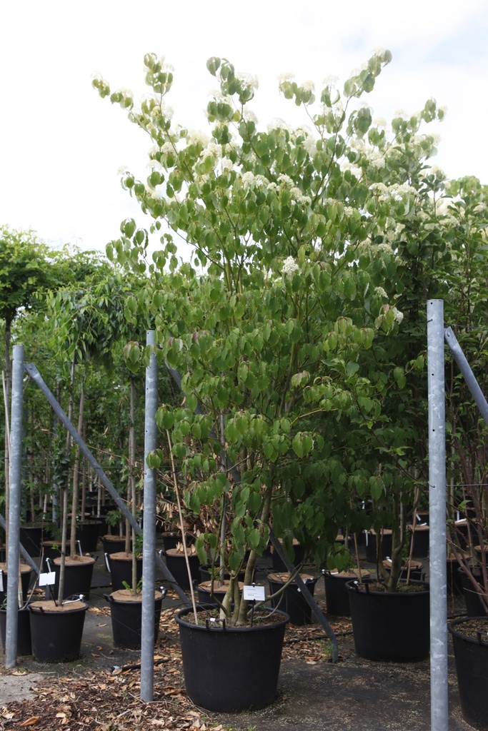 [P] Cornus controversa cont. 130L 250-300 cm multi-troncs