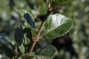 Chionanthus retusus cont. 35L 125-150 cm +f