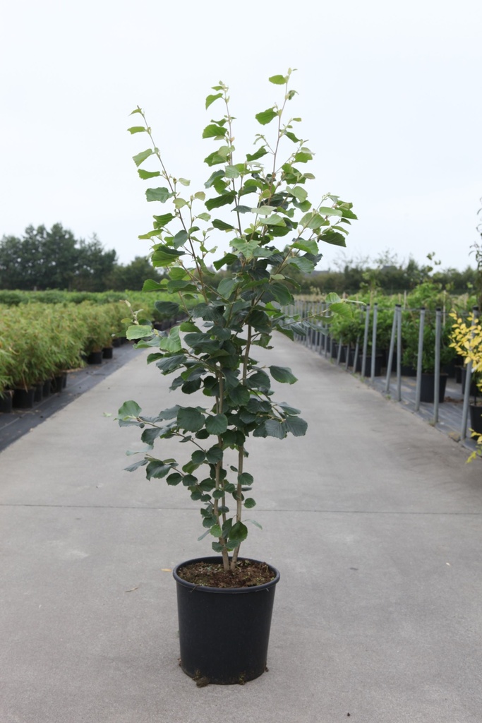 Stewartia pseudocamellia cont. 18L 100-125 cm