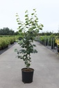 Stewartia pseudocamellia cont. 18L 100-125 cm