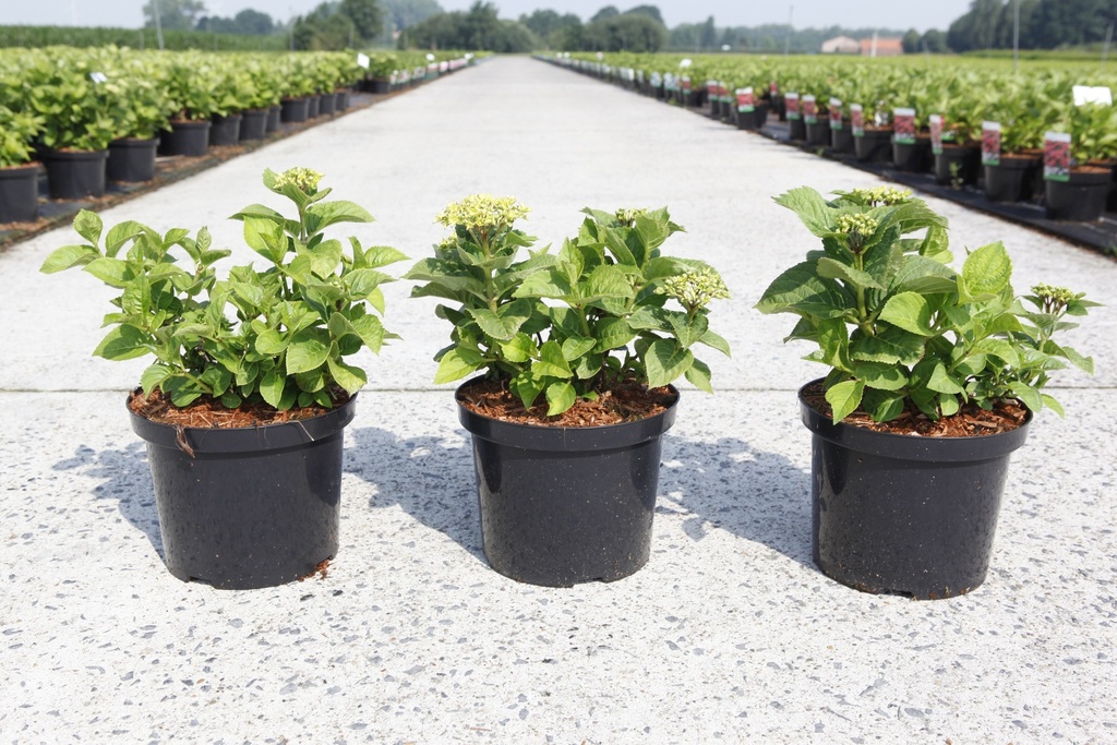 Hydrangea macrophylla 'Rosita' cont. 5L 40/+ cm +p