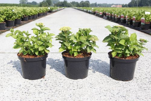 Hydrangea macrophylla 'Rosita' cont. 5L 40/+ cm +p
