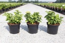 Hydrangea macrophylla 'Rosita' cont. 5L 40/+ cm +B