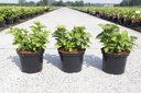 Hydrangea macrophylla 'Rosita' cont. 5L 40/+ cm +p