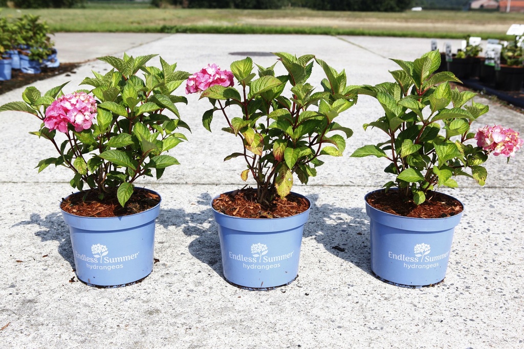 [P] Hydrangea macrophylla Endless Summer® BLOOMSTAR® (PBR) cont. 3L déco (rose) +p