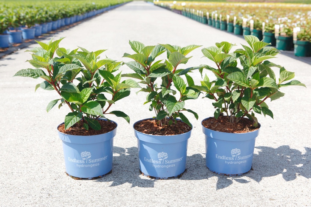 Hydrangea macrophylla Endless Summer® BLOOMSTAR® (PBR) cont. 3L deco (blue) +p