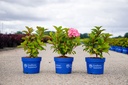 Hydrangea macrophylla Endless Summer® BLOOMSTAR® (PBR) cont. 3L deco (blauw) +f