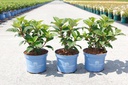 Hydrangea macrophylla Endless Summer® BLOOMSTAR® (PBR) cont. 3L deco (blue) +ф