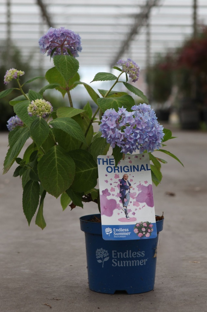 Hydrangea macrophylla Endless Summer® THE ORIGINAL cont. 3L Endless Summer® (blue) +p