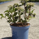 Hydrangea macrophylla Endless Summer® THE ORIGINAL cont. 3L déco (bleu) +p