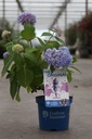 Hydrangea macrophylla Endless Summer® THE ORIGINAL cont. 3L déco (bleu) +p