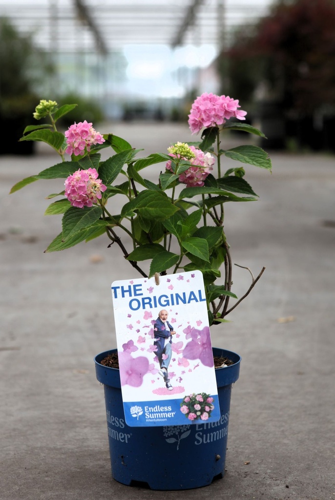 Hydrangea macrophylla Endless Summer® THE ORIGINAL cont. 3L Endless Summer® (pink) +p