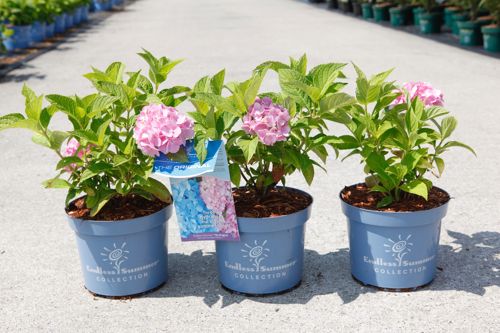 Hydrangea macrophylla Endless Summer® THE ORIGINAL cont. 3L Endless Summer® (pink) +p