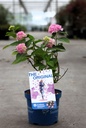 Hydrangea macrophylla Endless Summer® THE ORIGINAL cont. 3L Endless Summer® (pink) +p